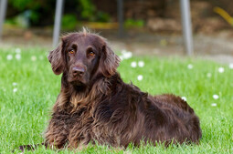 Source: https://pixabay.com/photos/german-longhaired-pointer-dog-pet-782498/
