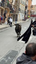 Vorschaubild Achtung, Rinder laufen durch die Straßen!