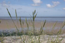 Vorschaubild Nordsee30