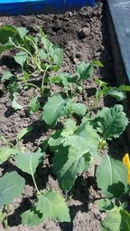 Vorschaubild Kohlrabi