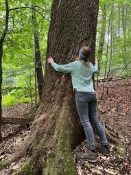 Vorschaubild Der Baum als Lebensaum