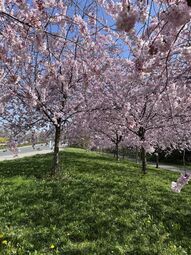 Vorschaubild Der Frühling lässt ganz Pamplona erstrahlen.