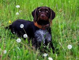 Source: https://pixabay.com/photos/dog-animal-mammal-canine-breed-6539438/