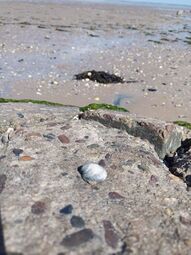Vorschaubild Nordsee22