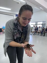 Vorschaubild Erst wurden die Giftdrüsen gezeigt, dann die Spinne (trotzdem) auf die Hand genommen. Mutig, mutig!