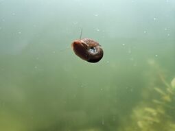 Vorschaubild Schnecke