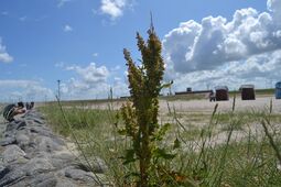 Vorschaubild Nordsee14