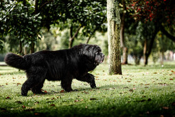 Source: https://pixabay.com/photos/newfoundland-dog-dog-pet-terranova-6809308/