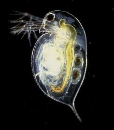 Vorschaubild Wasserfloh (Daphnia pulex)