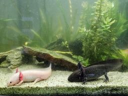 Vorschaubild Axolotl