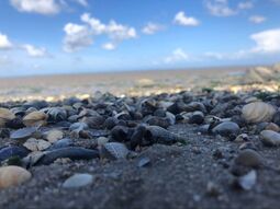 Vorschaubild Nordsee6