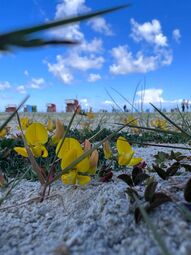Vorschaubild Nordsee3