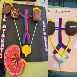 Vorschaubild 3D Plakate aus dem Bio-Unterricht.