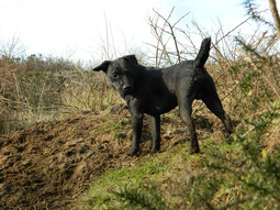 Source: https://pixabay.com/photos/dog-terrier-hunting-black-pet-20278/