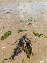 Vorschaubild Nordsee17