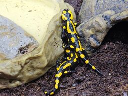 Vorschaubild Feuersalamander 2