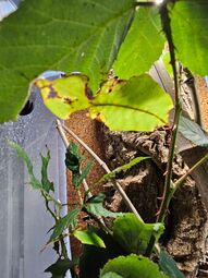 Vorschaubild Wandelndes Blatt