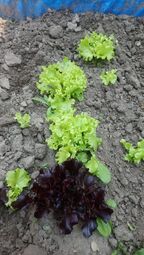 Vorschaubild Salat