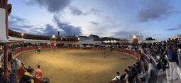 Vorschaubild Das letzte Rind verlässt zum Einsetzen der Dämmerung die Arena.