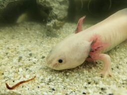 Vorschaubild Axolotl 2