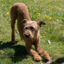 Source: https://pixabay.com/photos/dog-irish-terrier-yoga-733832/