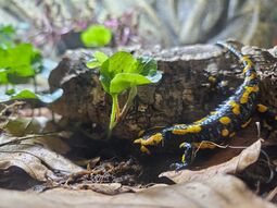 Vorschaubild Feuersalamander 1