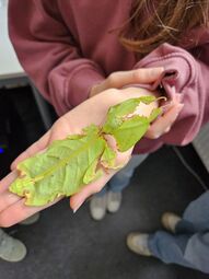 Vorschaubild Wandelndes Blatt groß