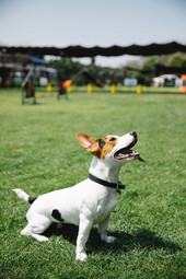 Source: https://www.pexels.com/photo/cute-jack-russell-on-lawn-7210749/