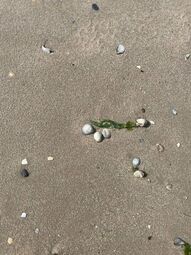 Vorschaubild Nordsee10