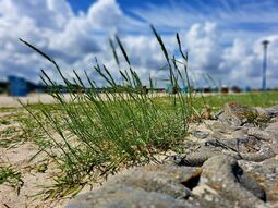 Vorschaubild Nordsee20