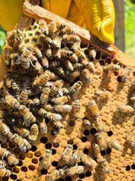 Vorschaubild roter Pollen<br>Die roten Pollen kommen von der Rosskastanie