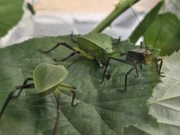 Vorschaubild Riesenblattschrecke, Jungtiere